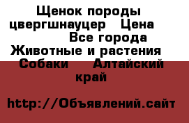 Щенок породы  цвергшнауцер › Цена ­ 30 000 - Все города Животные и растения » Собаки   . Алтайский край